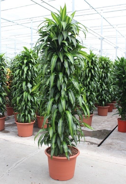 <h4>Dracaena Hawaiian Sunshine</h4>