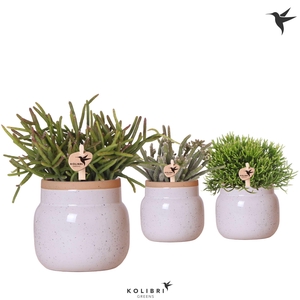 Kolibri Greens Rhipsalis mix in Vintage Bowl pot white