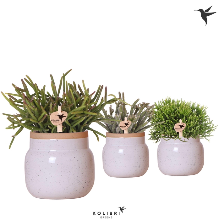 <h4>Kolibri Greens Rhipsalis mix in Vintage Bowl pot white</h4>
