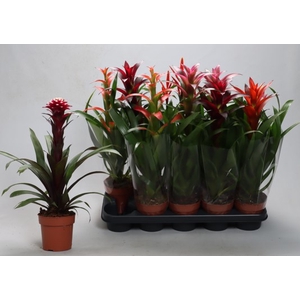 BROMELIA GEM