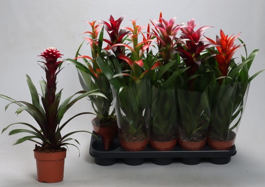 <h4>BROMELIA GEM</h4>