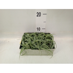 Tillandsia