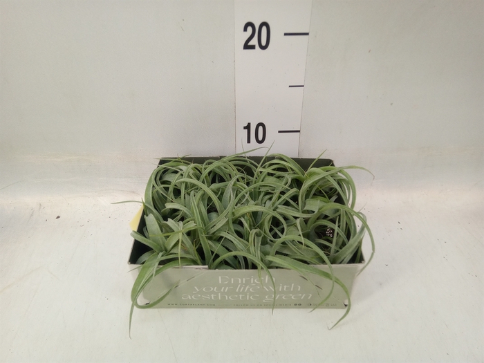 <h4>Tillandsia</h4>