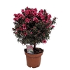 Leptospermum Op Stam Red