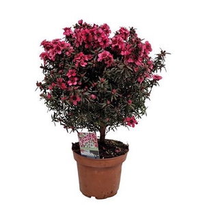Leptospermum Op Stam Red