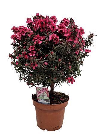 <h4>Leptospermum Op Stam Red</h4>