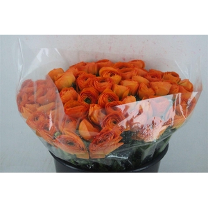 Ran Cloni Ex Lambada