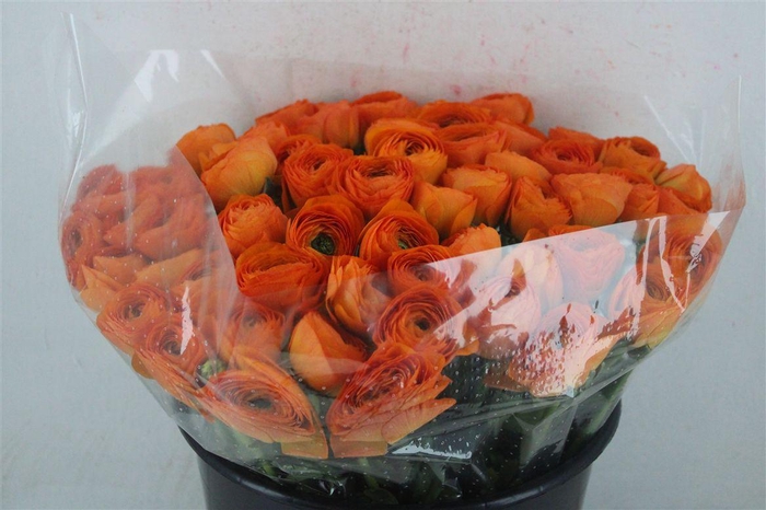 <h4>Ran Cloni Ex Lambada</h4>