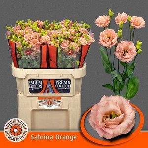 Lisianthus do sabrina orange
