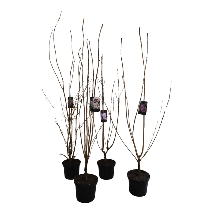 <h4>Prunus Mix 125+ struik</h4>