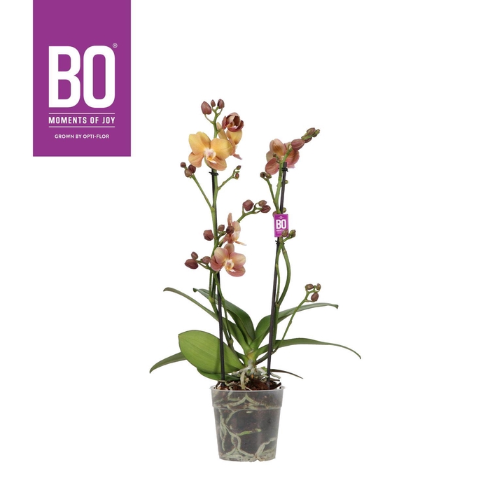 Phalaenopsis MF BO Colours Monaco 12Ø 45cm 2st 17f