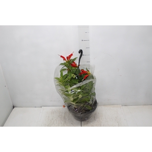 AESCHYNANTHUS SPECIOSUS C21