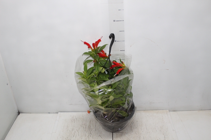 <h4>AESCHYNANTHUS SPECIOSUS C21</h4>