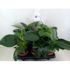 Philodendron  'Green Princess'