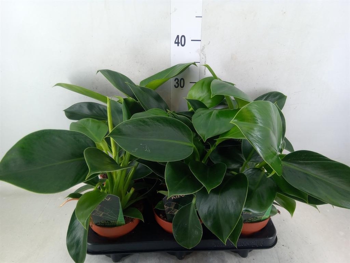 <h4>Philodendron  'Green Princess'</h4>
