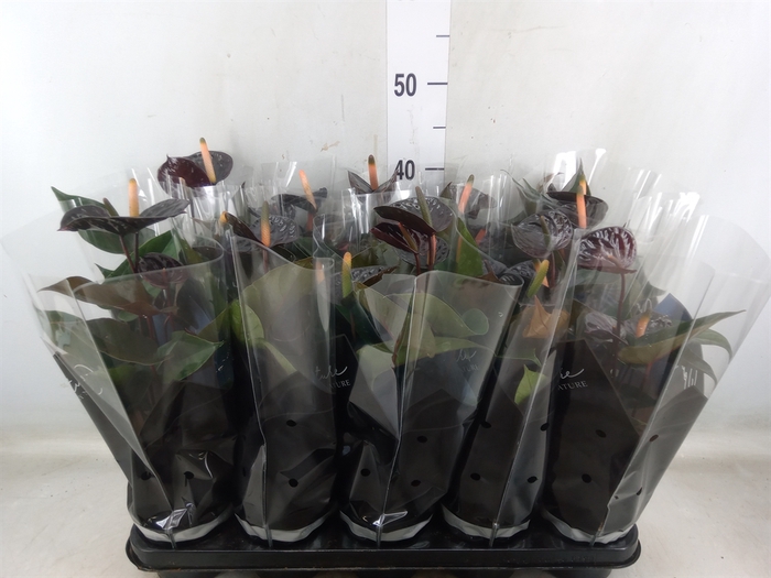 <h4>Anthurium  'Black Love'</h4>