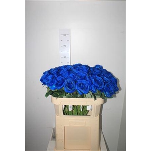 Hq Roses Blue Dia 8 Cm