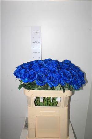 <h4>Hq Roses Blue Dia 8 Cm</h4>
