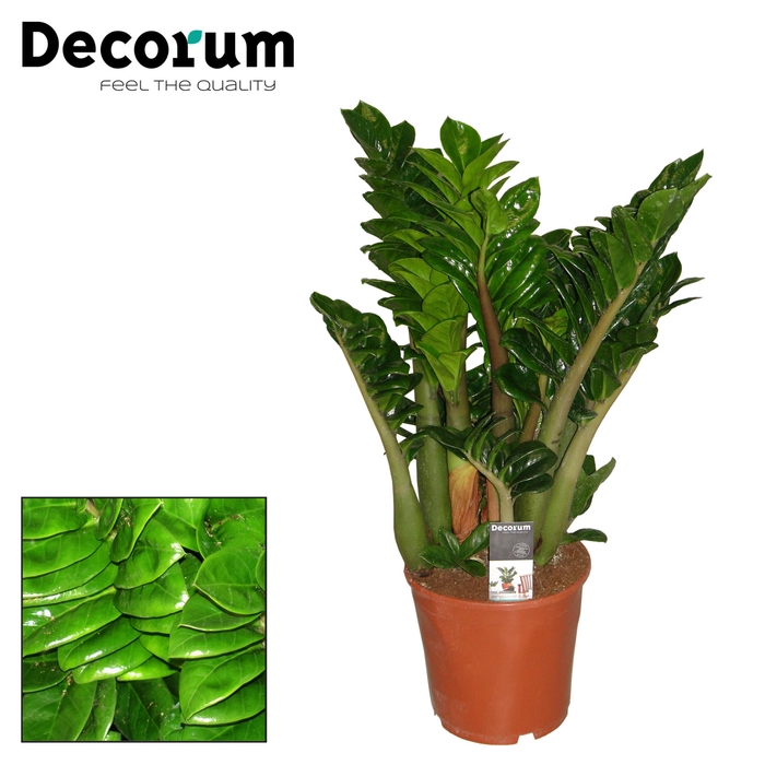 <h4>Zamioculcas zamiifolia Zenzi</h4>