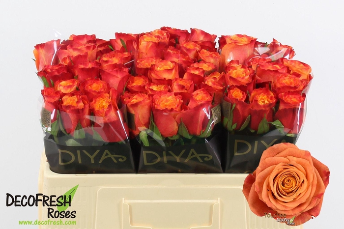 <h4>R Gr Touchee</h4>