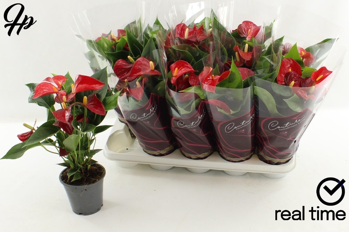 Anthurium Andreanum Grp Aristo