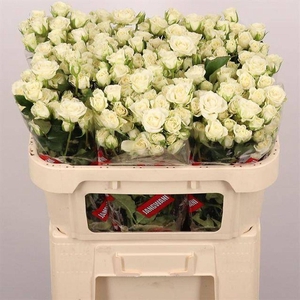 Rosa spray snowflake