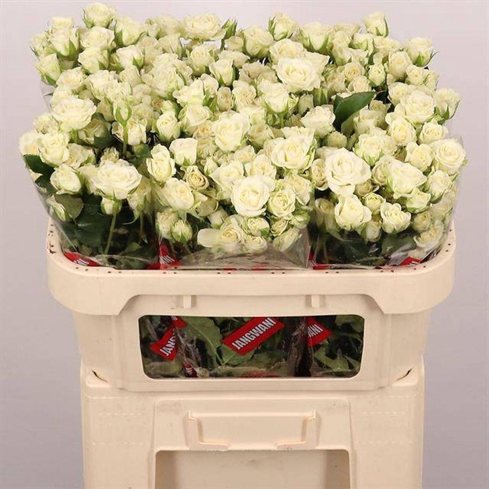 <h4>Rosa spray snowflake</h4>