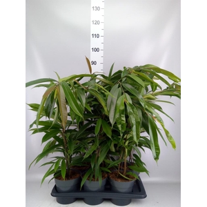 Ficus binn. 'Amstel King'