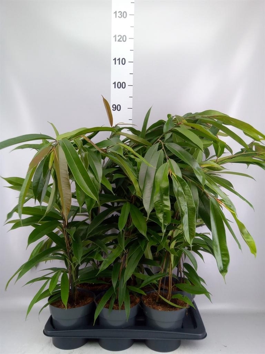 <h4>Ficus binn. 'Amstel King'</h4>