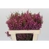 Kaaps Groen Erica Melanthera