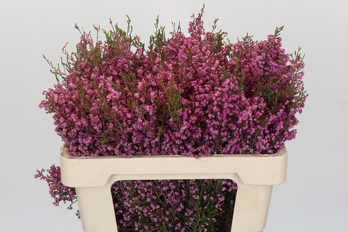 Kaaps Groen Erica Melanthera