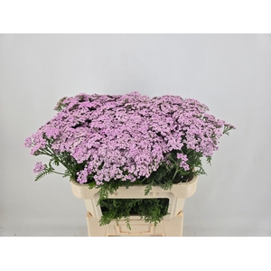 ACHIL M LILAC BEAUTY