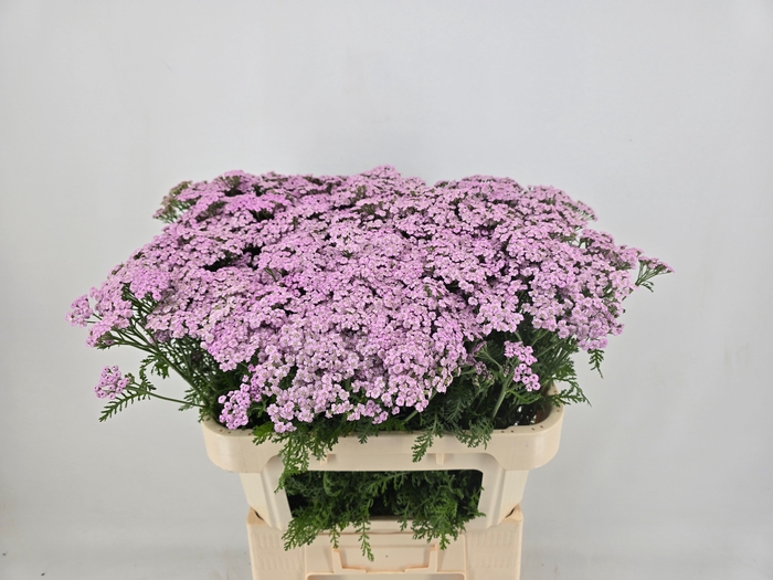 <h4>ACHIL M LILAC BEAUTY</h4>