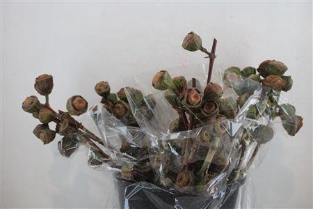 <h4>EUC OV BLAD BS</h4>