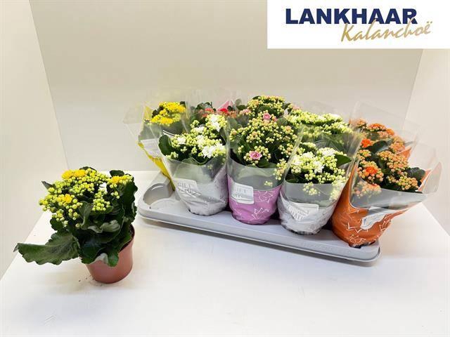 <h4>KAL GE PERFECTA GEM</h4>