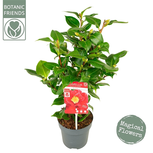 <h4>Camellia jap. 'Dr King'</h4>