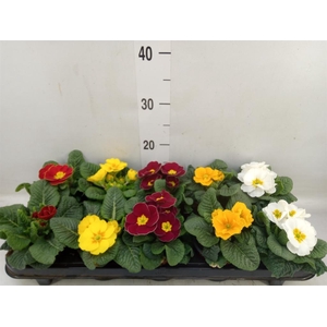 Primula ac.   ...mix