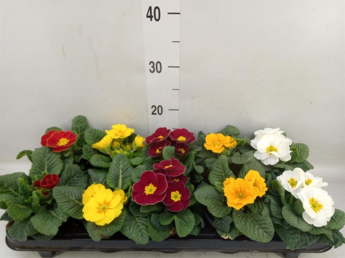<h4>Primula ac.   ...mix</h4>