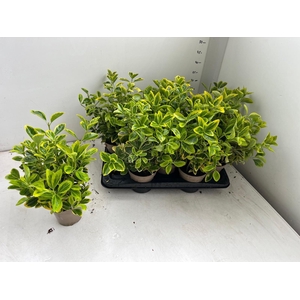 EUONYMUS JA AUREUS
