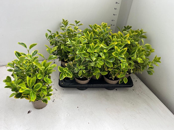 <h4>EUONYMUS JA AUREUS</h4>