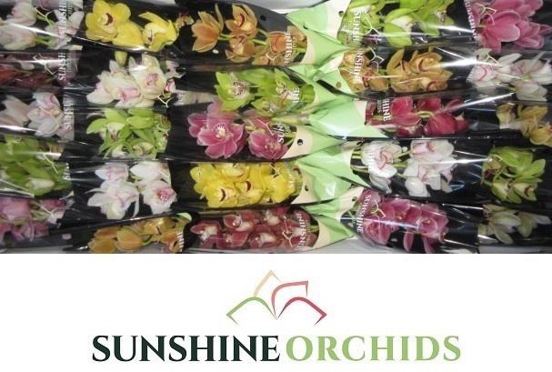 <h4>CYMB MI GEM</h4>