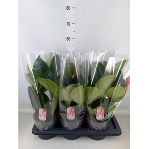 Medinilla magn. 'Flamenco'