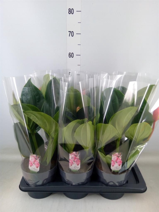 <h4>Medinilla magn. 'Flamenco'</h4>