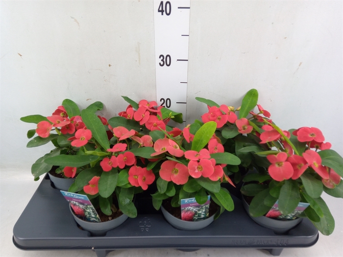 <h4>Euphorbia milii 'Cardinal'</h4>