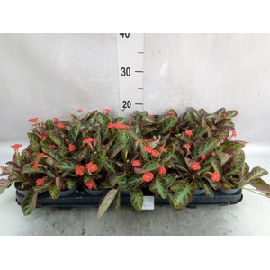 Episcia   ...