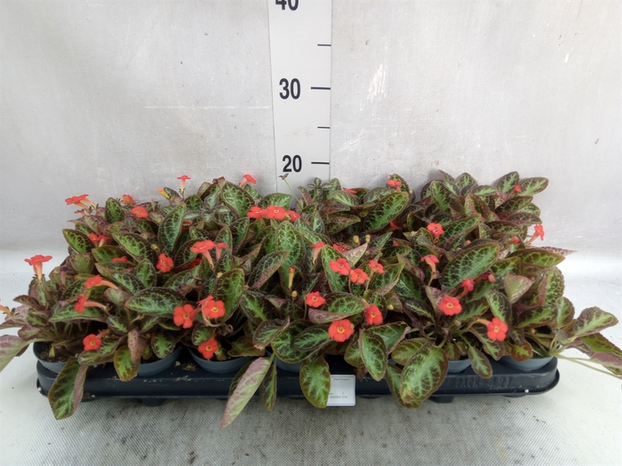 Episcia   ...