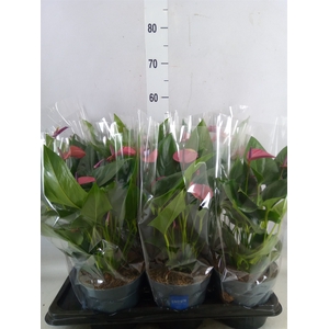 Anthurium andr. 'Pure Purple'