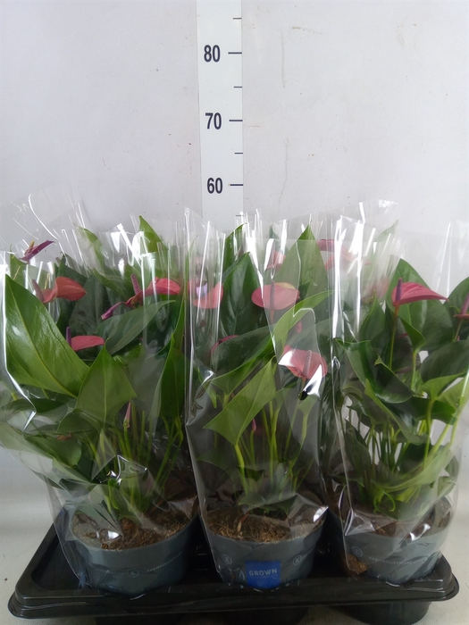 <h4>Anthurium andr. 'Pure Purple'</h4>