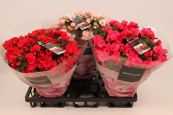 <h4>Begonia Betulia Mix in Floratino Tray</h4>