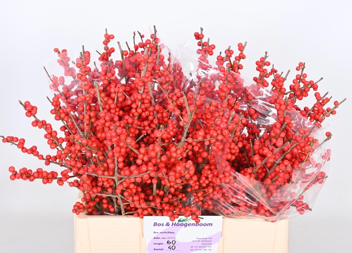 <h4>ILEX VE RODE BES</h4>